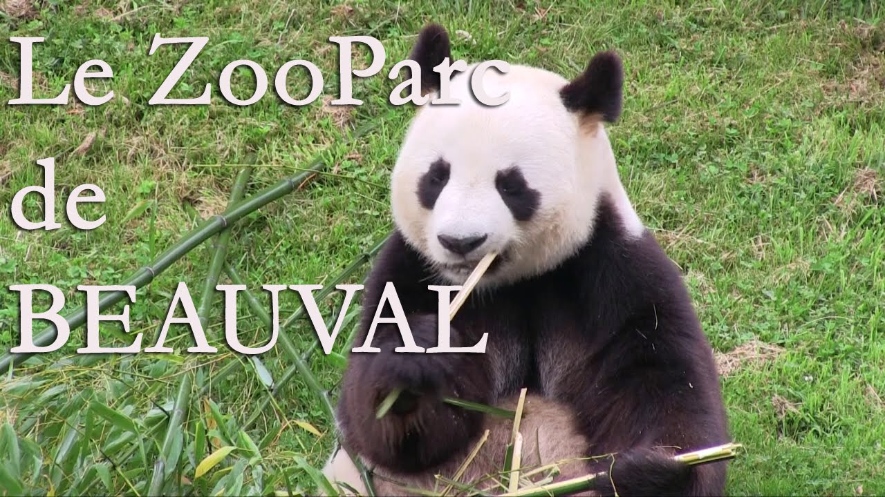 découvrez le zoo de beauval à travers un captivant documentaire qui plonge au cœur de la vie sauvage. explorez la richesse de la biodiversité et partez à la rencontre des espèces fascinantes qui peuplent ce zoo exceptionnel.