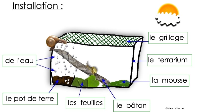 découvrez l'univers fascinant des escargots en maternelle ! apprenez avec vos enfants à observer, comprendre et apprécier ces petits gastéropodes à travers des activités ludiques et éducatives. une approche idéale pour éveiller la curiosité naturelle des tout-petits et leur faire aimer la nature.