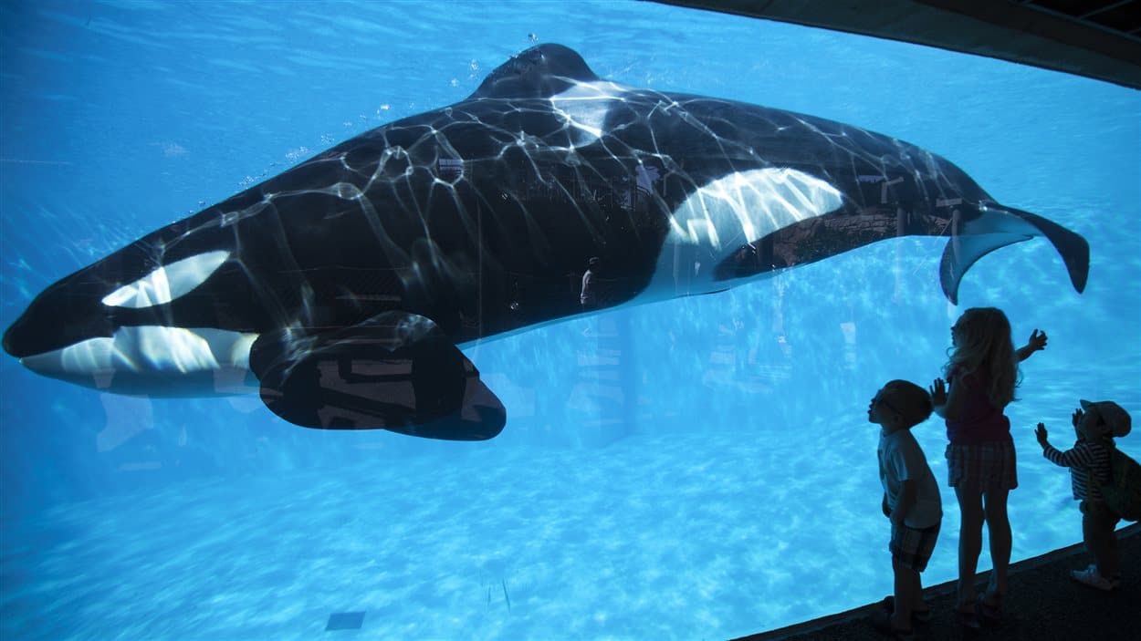 découvrez les majestueuses orques à travers un documentaire captivant qui explore leur habitat, leur comportement social et les défis de leur survie. plongez dans l'univers fascinant de ces créatures marines intelligentes et charismatiques.