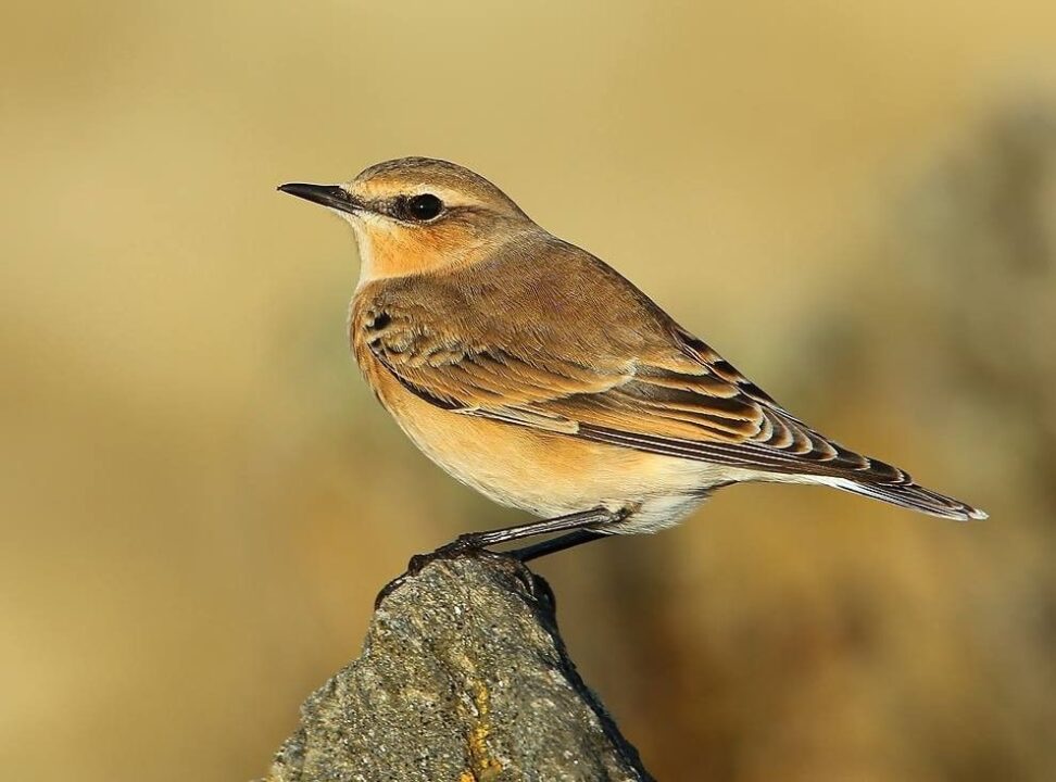 découvrez le fascinant voyage des oiseaux migrateurs, ces voyageurs étonnants qui parcourent des milliers de kilomètres chaque année. plongez dans leur monde et apprenez les secrets de leurs migrations, les défis auxquels ils font face et leur incroyable navigation à travers les continents.