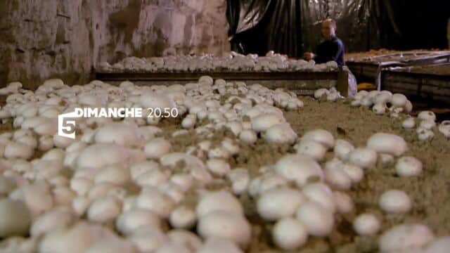 découvrez l'univers fascinant des champignons à travers notre documentaire captivant. explorez leur diversité, leur rôle dans l'écosystème et les secrets de leur culture, tout en plongeant dans des images époustouflantes et des témoignages d'experts.