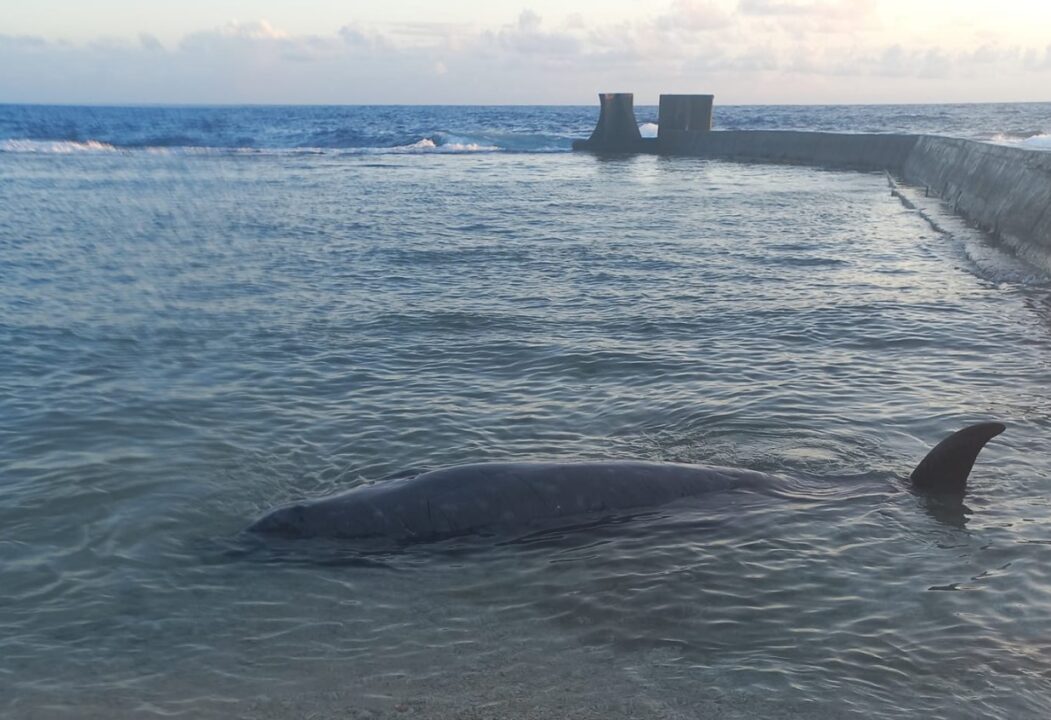 découvrez l'incroyable monde des baleines, ces majestueux géants des océans. apprenez comment elles parcourent les mers, leur rôle essentiel dans l'écosystème marin et les menaces auxquelles elles font face. plongez dans l'univers fascinant des baleines, témoins silencieux de la beauté et de la fragilité de nos océans.